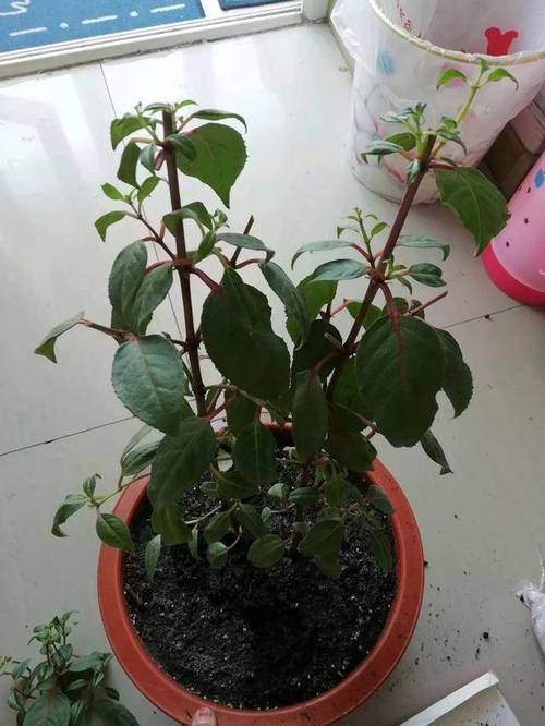 倒挂金钟烂根了怎么办？倒挂金钟烂根的表现形式？-第3张图片-优品飞百科