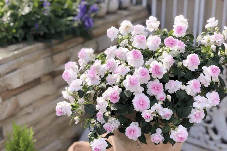 倒挂金钟烂根了怎么办？倒挂金钟烂根的表现形式？-第5张图片-优品飞百科