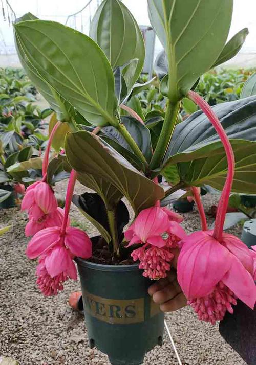 宝莲灯的养殖方法和注意事项？宝莲灯的养殖方法和注意事项 盆栽蝴蝶兰的繁殖方法？