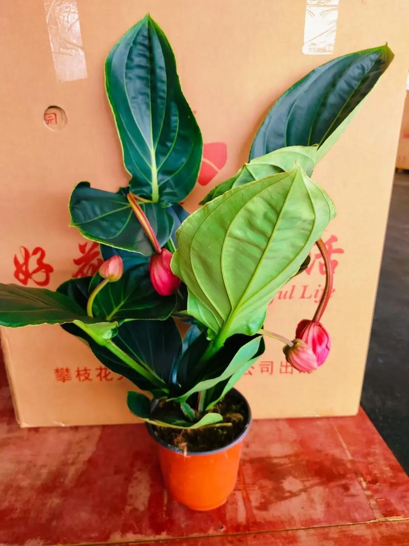 宝莲灯的养殖方法和注意事项？宝莲灯的养殖方法和注意事项 盆栽蝴蝶兰的繁殖方法？-第3张图片-优品飞百科