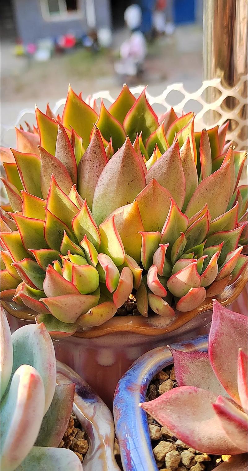 宝莲灯的养殖方法和注意事项？宝莲灯的养殖方法和注意事项 盆栽蝴蝶兰的繁殖方法？-第4张图片-优品飞百科