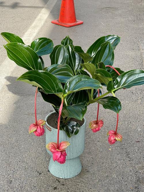 宝莲灯的养殖方法和注意事项？宝莲灯的养殖方法和注意事项 盆栽蝴蝶兰的繁殖方法？-第5张图片-优品飞百科