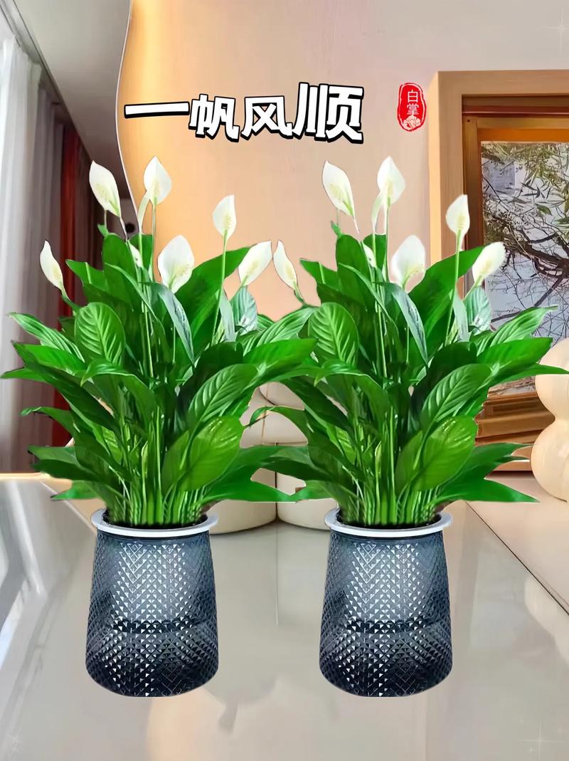 一帆风顺花安全越冬的方法，一帆风顺花怕冻吗？-第2张图片-优品飞百科