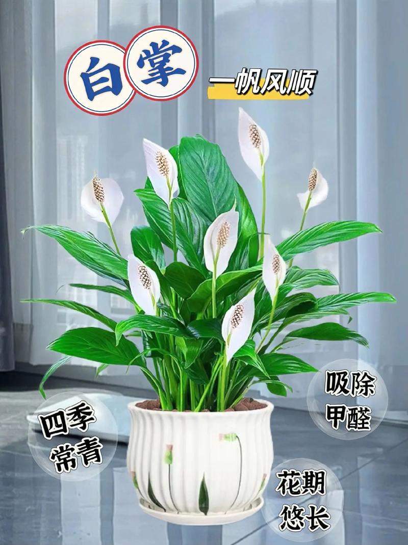 一帆风顺花安全越冬的方法，一帆风顺花怕冻吗？-第3张图片-优品飞百科