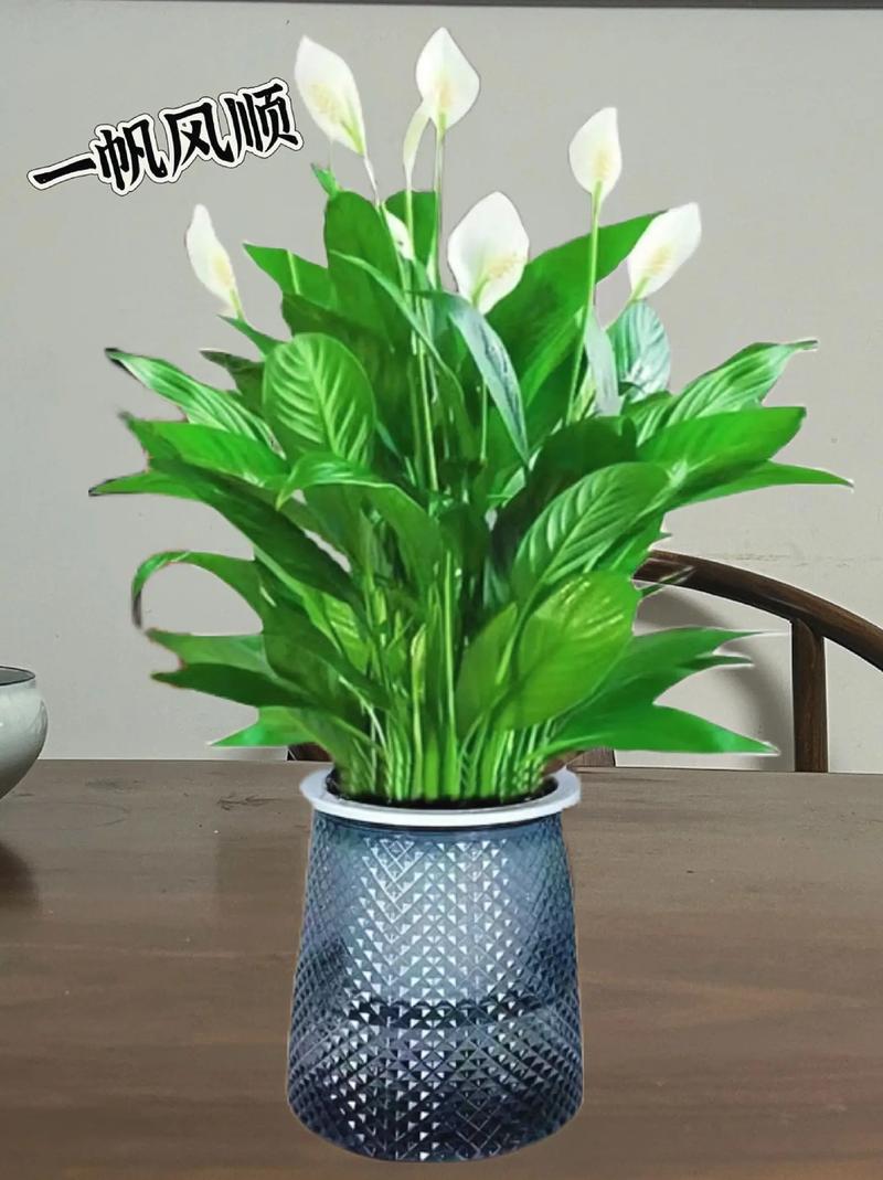 一帆风顺花安全越冬的方法，一帆风顺花怕冻吗？-第4张图片-优品飞百科