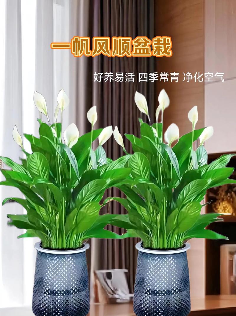 一帆风顺花安全越冬的方法，一帆风顺花怕冻吗？-第5张图片-优品飞百科