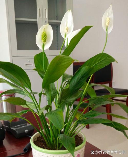 一帆风顺花安全越冬的方法，一帆风顺花怕冻吗？-第7张图片-优品飞百科