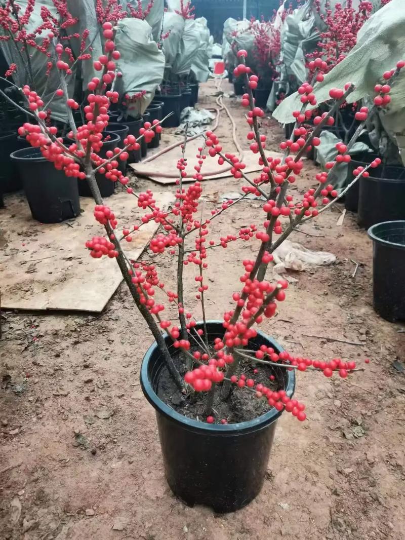 北美冬青插花怎么养，北美冬青扦插栽培技术？