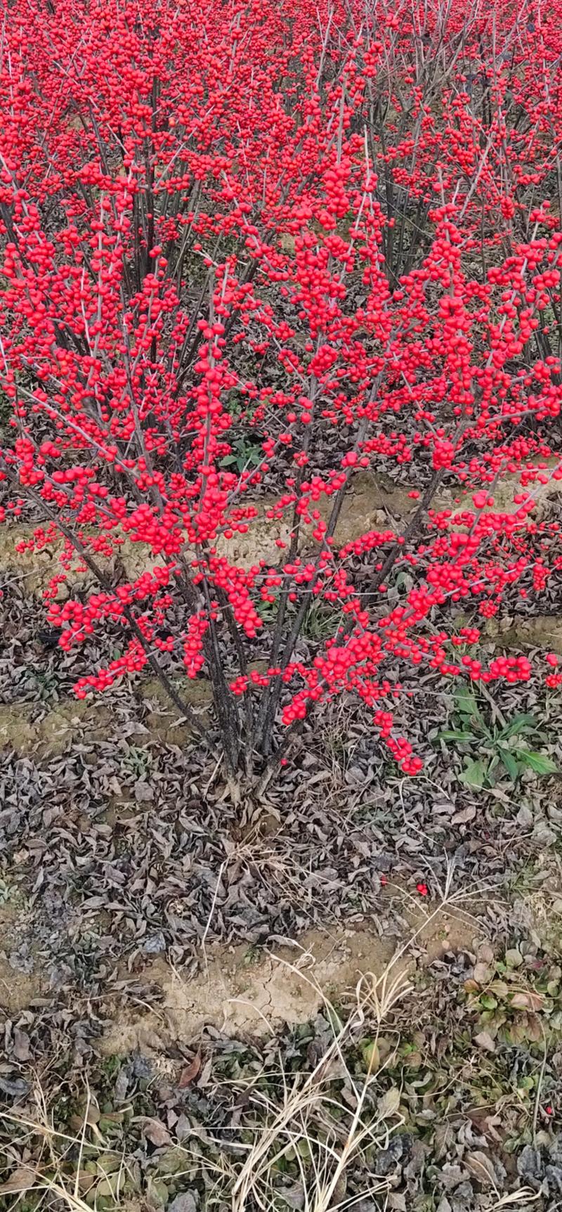 北美冬青插花怎么养,北美冬青扦插栽培技术?-第2张图片-优品飞百科 北美冬青插花怎么养,北美冬青扦插栽培技术?-第2张图片-优品飞百科