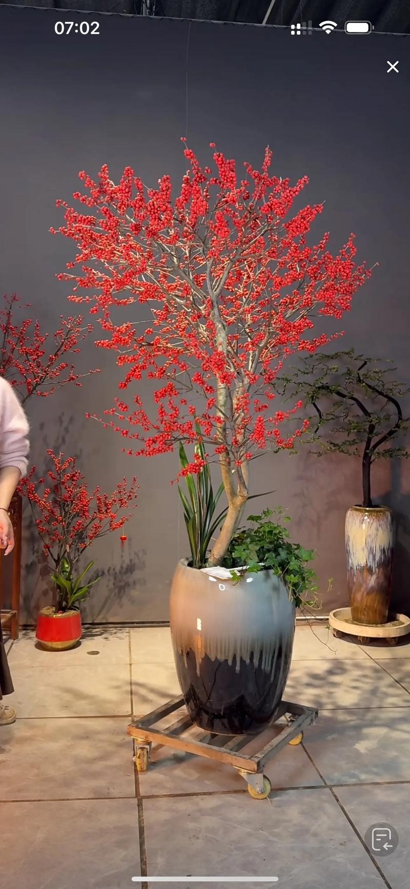 北美冬青插花怎么养,北美冬青扦插栽培技术?-第3张图片-优品飞百科 北美冬青插花怎么养,北美冬青扦插栽培技术?-第3张图片-优品飞百科