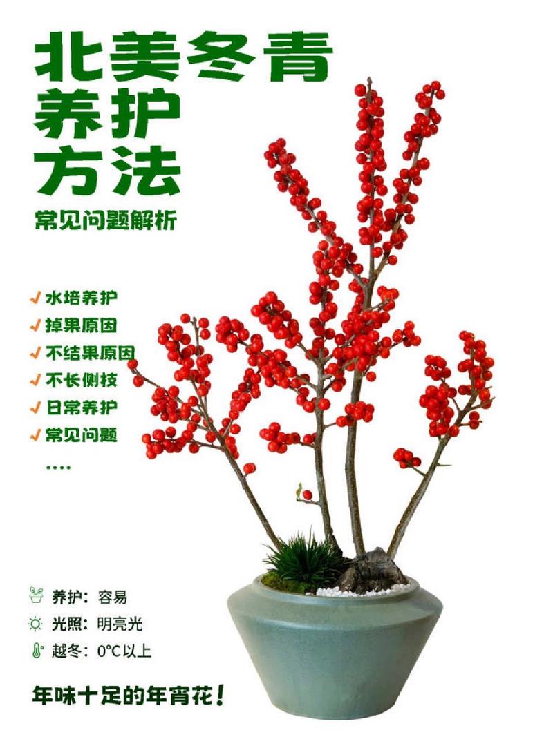 北美冬青插花怎么养,北美冬青扦插栽培技术?-第6张图片-优品飞百科 北美冬青插花怎么养,北美冬青扦插栽培技术?-第6张图片-优品飞百科