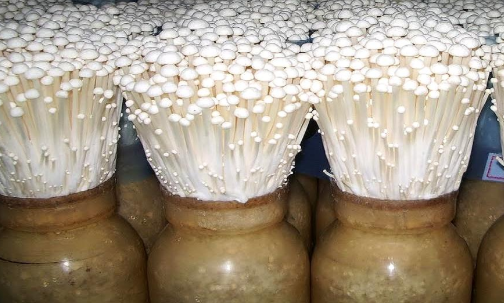 金针菇种植方法，金针菇种植方法视频