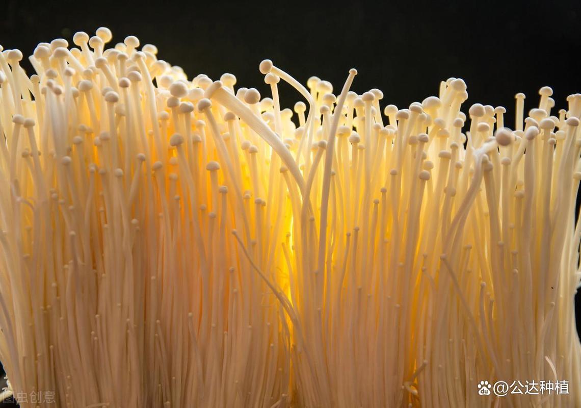 金针菇种植方法，金针菇种植方法视频-第3张图片-优品飞百科
