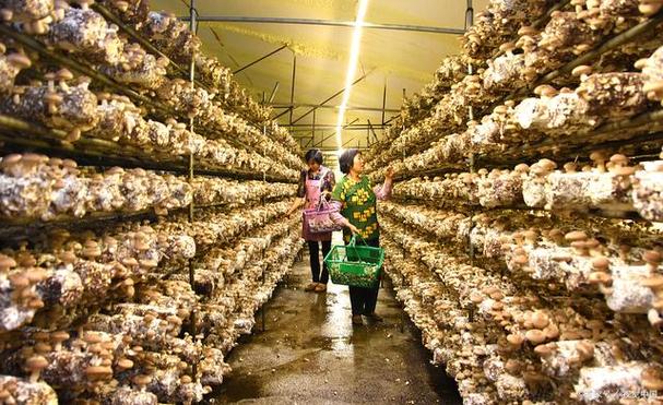 金针菇种植方法，金针菇种植方法视频-第6张图片-优品飞百科