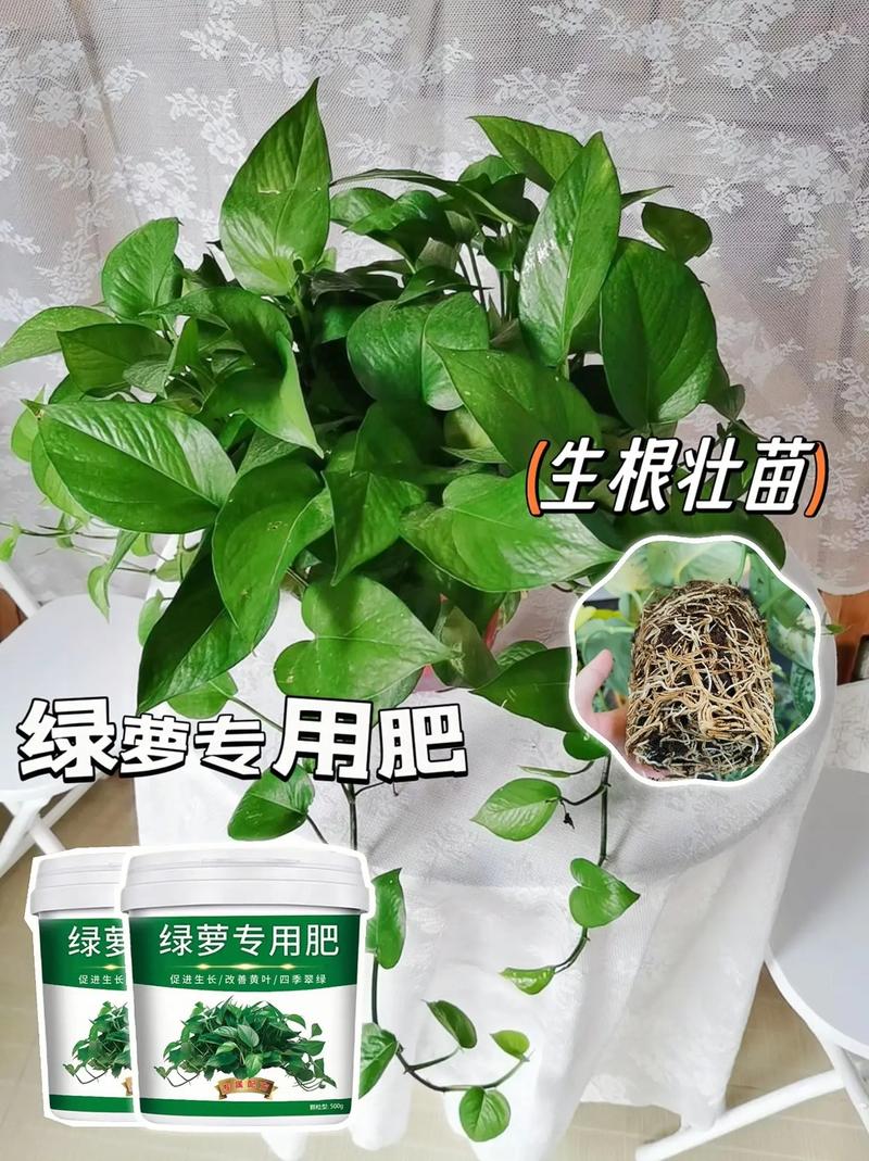 学着给绿萝少浇“水”?绿萝浇水少了会怎么样?-第3张图片-优品飞百科 学着给绿萝少浇“水”?绿萝浇水少了会怎么样?-第3张图片-优品飞百科