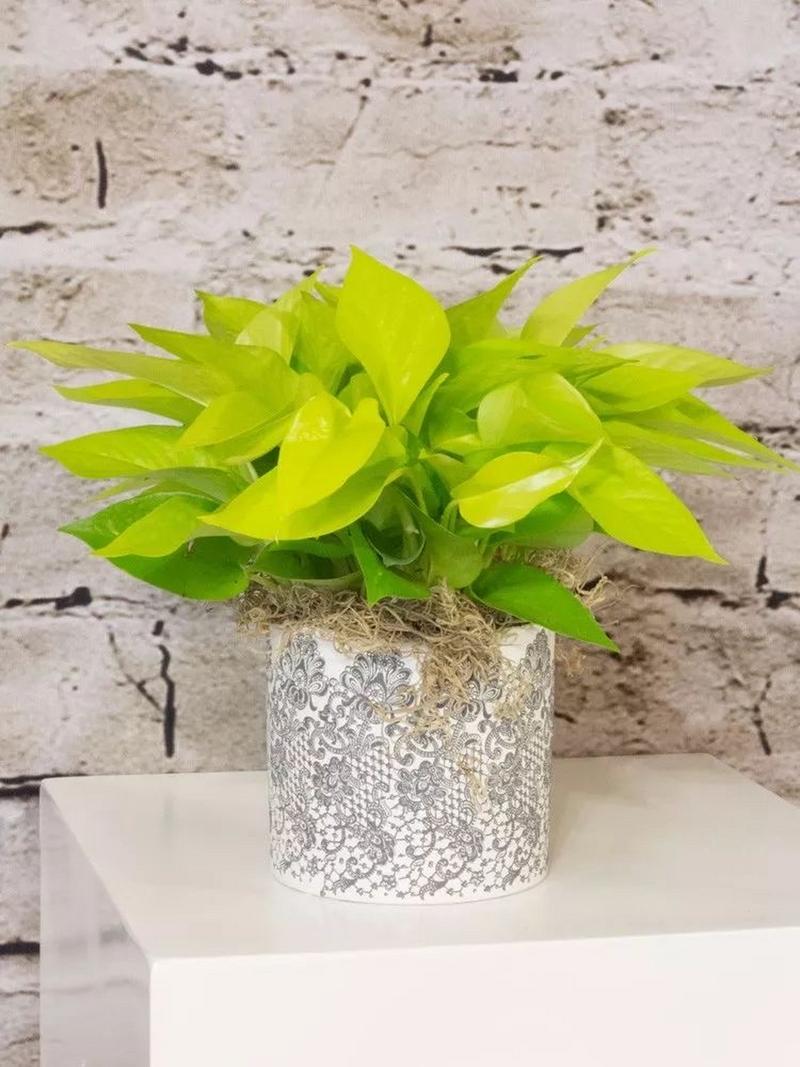 学着给绿萝少浇“水”?绿萝浇水少了会怎么样?-第4张图片-优品飞百科 学着给绿萝少浇“水”?绿萝浇水少了会怎么样?-第4张图片-优品飞百科