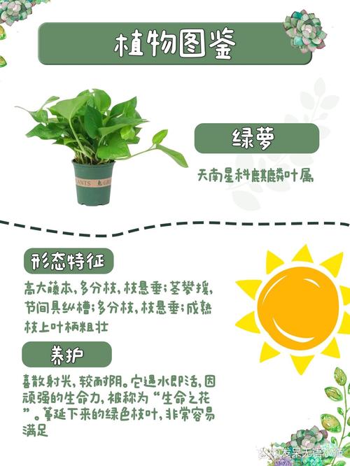 学着给绿萝少浇“水”?绿萝浇水少了会怎么样?-第6张图片-优品飞百科 学着给绿萝少浇“水”?绿萝浇水少了会怎么样?-第6张图片-优品飞百科