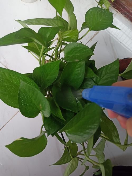 学着给绿萝少浇“水”?绿萝浇水少了会怎么样?-第7张图片-优品飞百科 学着给绿萝少浇“水”?绿萝浇水少了会怎么样?-第7张图片-优品飞百科