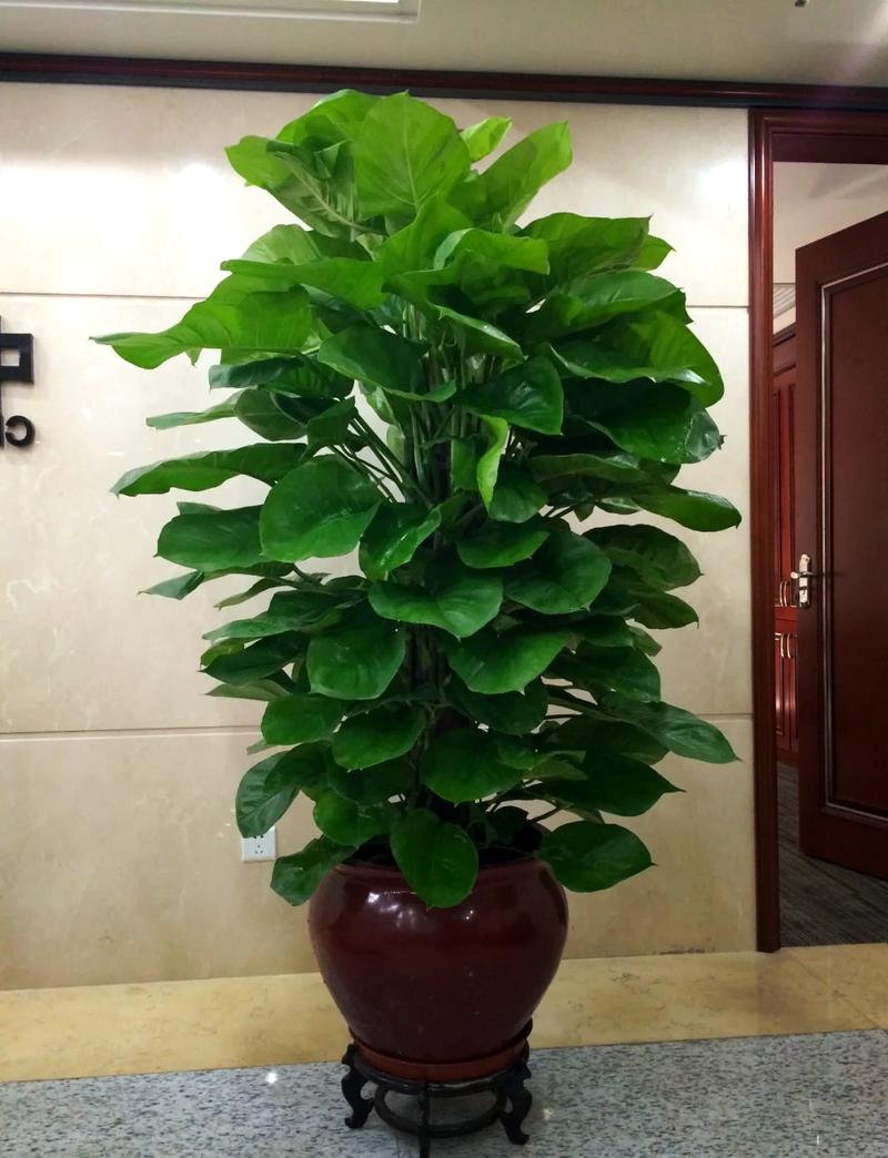 学着给绿萝少浇“水”?绿萝浇水少了会怎么样?-第8张图片-优品飞百科 学着给绿萝少浇“水”?绿萝浇水少了会怎么样?-第8张图片-优品飞百科