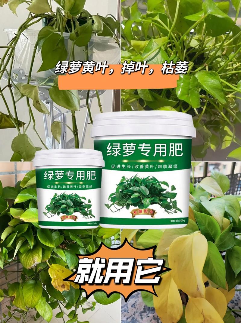 绿萝自己水培怎么剪切？绿萝自己水培怎么剪切根部？
