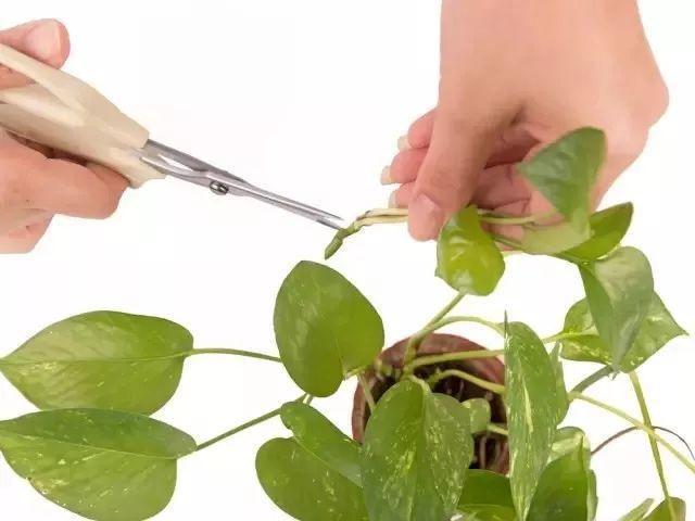 绿萝自己水培怎么剪切？绿萝自己水培怎么剪切根部？-第2张图片-优品飞百科