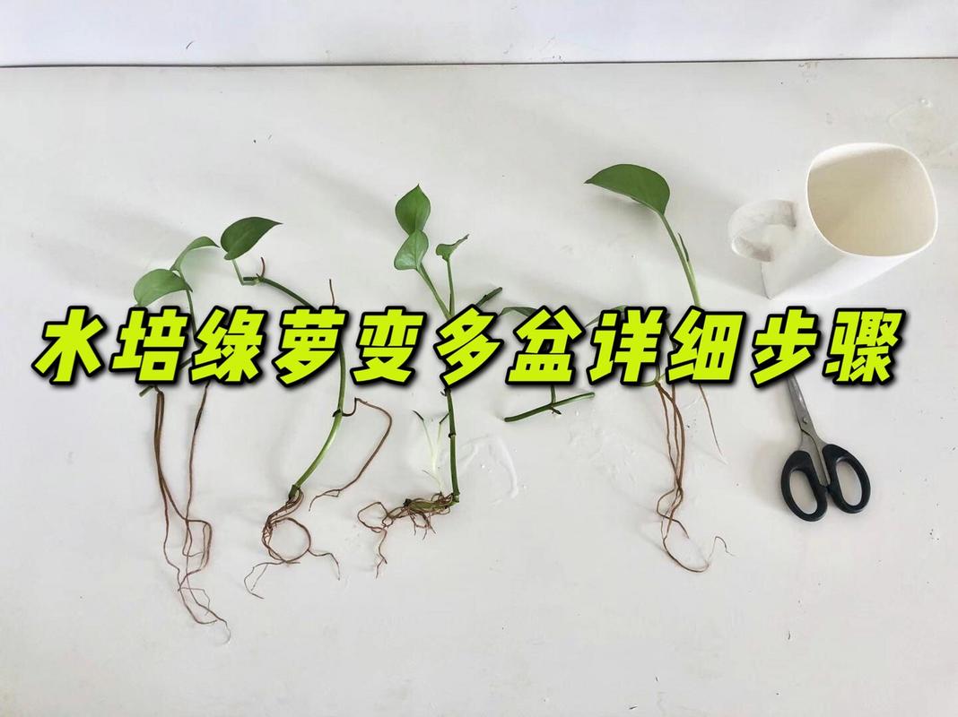 绿萝自己水培怎么剪切？绿萝自己水培怎么剪切根部？-第3张图片-优品飞百科