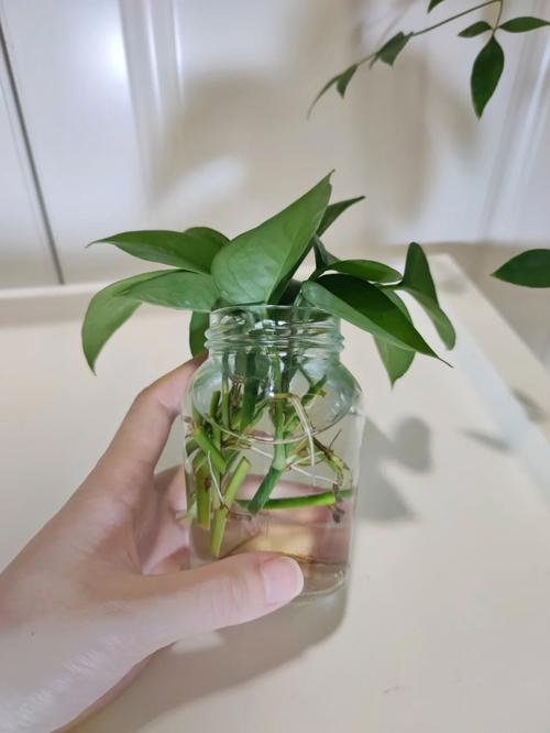 绿萝自己水培怎么剪切？绿萝自己水培怎么剪切根部？-第4张图片-优品飞百科