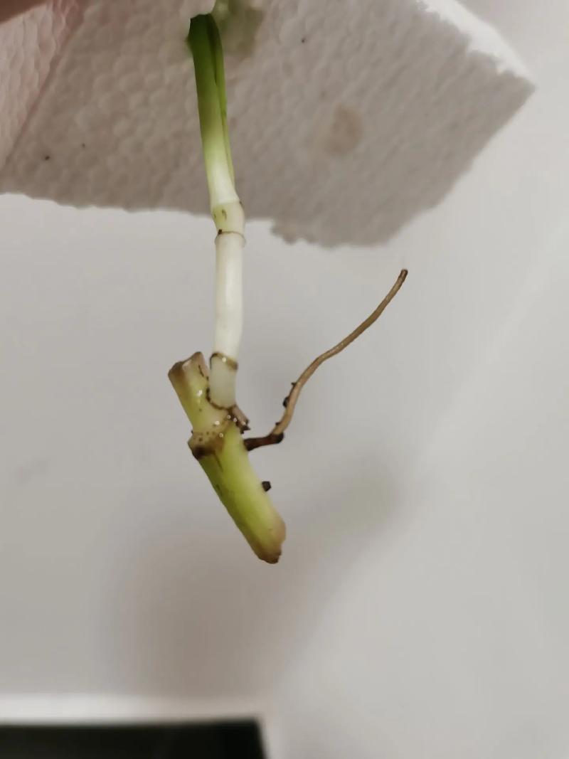 绿萝自己水培怎么剪切？绿萝自己水培怎么剪切根部？-第5张图片-优品飞百科