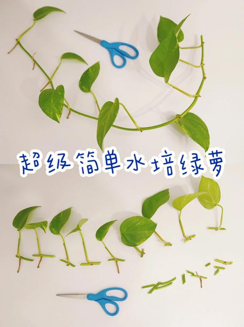 绿萝自己水培怎么剪切？绿萝自己水培怎么剪切根部？-第6张图片-优品飞百科