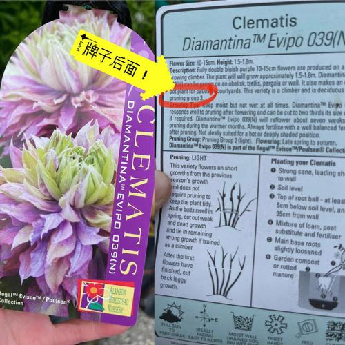 铁线莲春季修剪，铁线莲春天修剪？