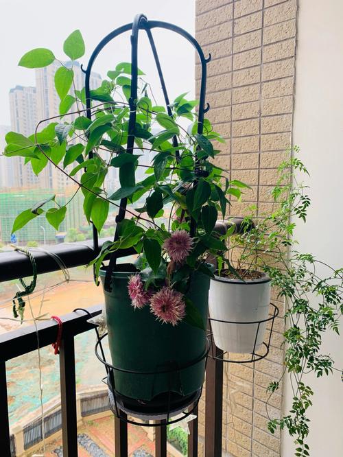 铁线莲春季修剪，铁线莲春天修剪？-第2张图片-优品飞百科