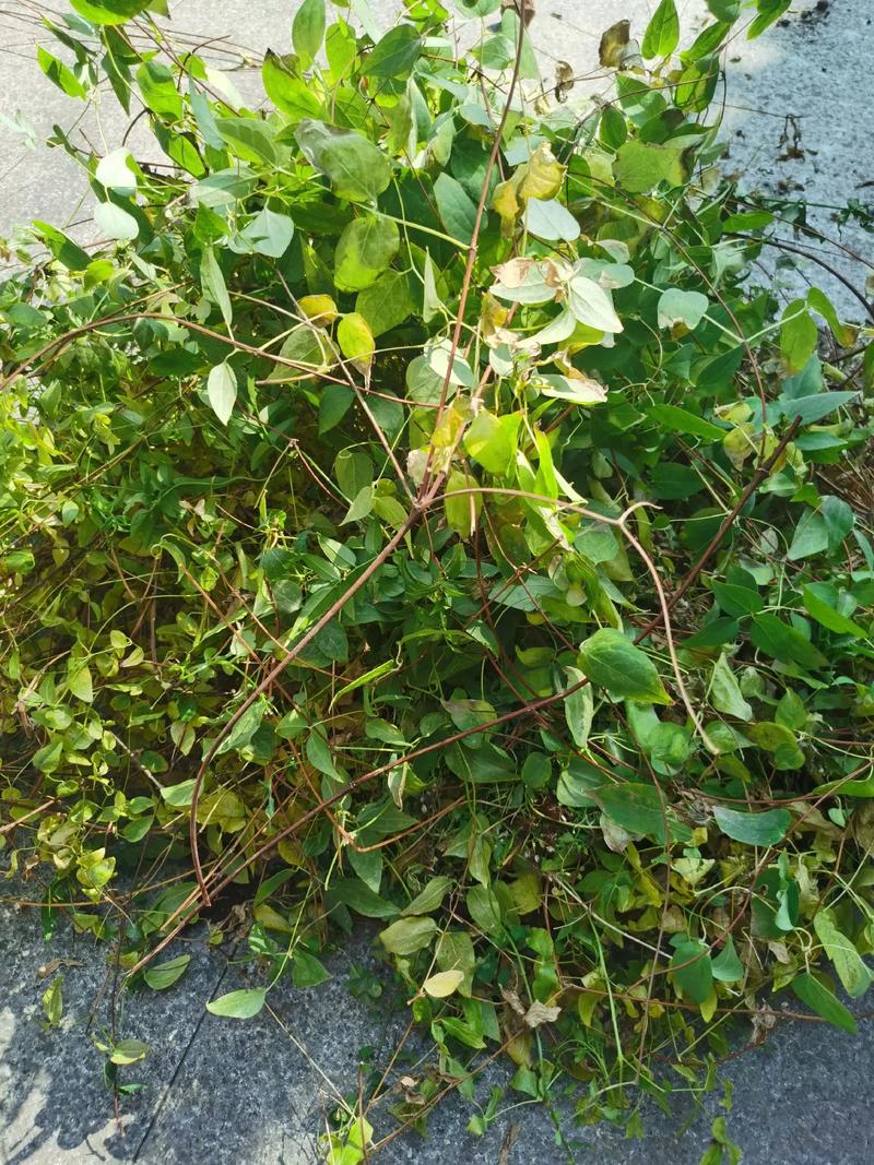 铁线莲春季修剪，铁线莲春天修剪？-第3张图片-优品飞百科