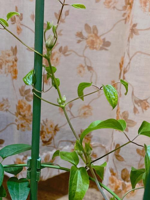 铁线莲春季修剪，铁线莲春天修剪？-第4张图片-优品飞百科