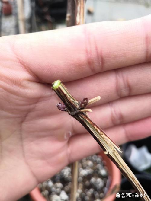 铁线莲春季修剪，铁线莲春天修剪？-第5张图片-优品飞百科