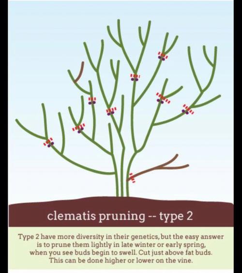 铁线莲春季修剪，铁线莲春天修剪？-第7张图片-优品飞百科