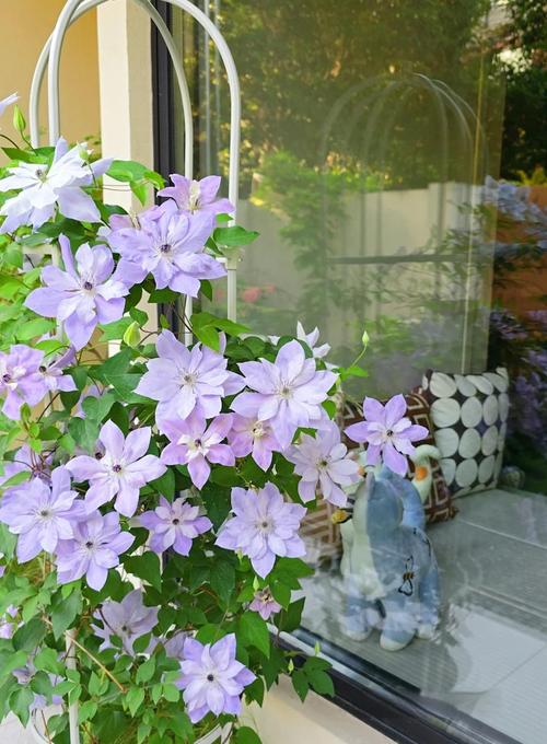 铁线莲春季修剪，铁线莲春天修剪？-第8张图片-优品飞百科