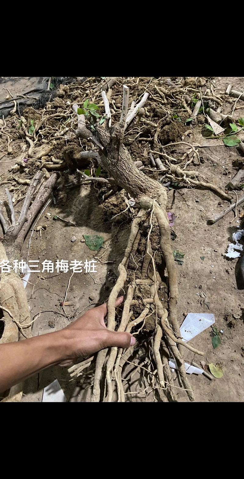 三角梅老桩促发芽方法，三角梅老桩怎么发芽？