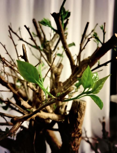 三角梅老桩促发芽方法，三角梅老桩怎么发芽？-第2张图片-优品飞百科