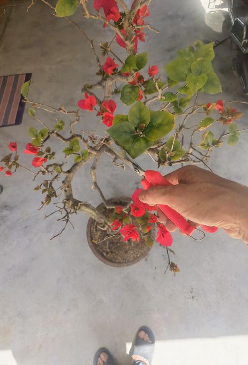 三角梅老桩促发芽方法，三角梅老桩怎么发芽？-第3张图片-优品飞百科