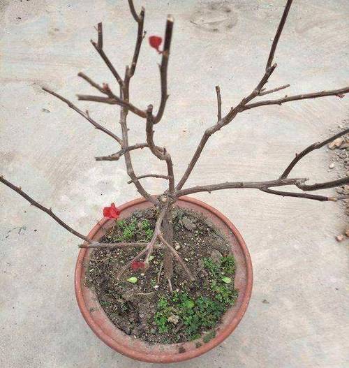 三角梅老桩促发芽方法，三角梅老桩怎么发芽？-第4张图片-优品飞百科