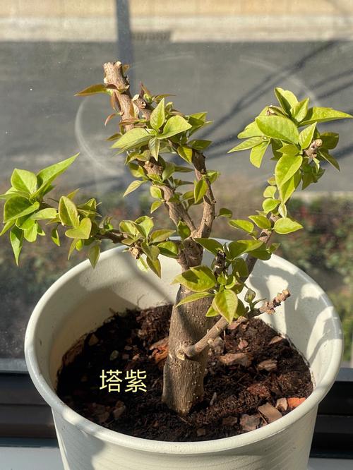 三角梅老桩促发芽方法，三角梅老桩怎么发芽？-第6张图片-优品飞百科