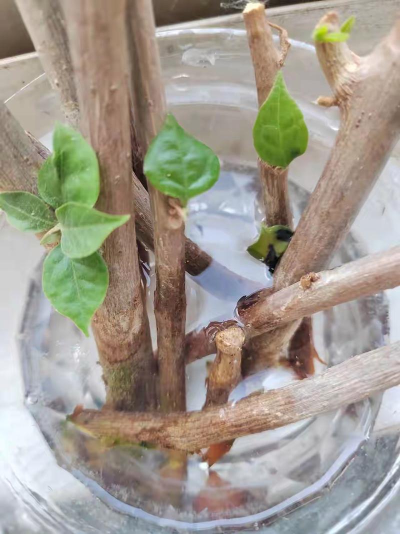 三角梅老桩促发芽方法，三角梅老桩怎么发芽？-第5张图片-优品飞百科