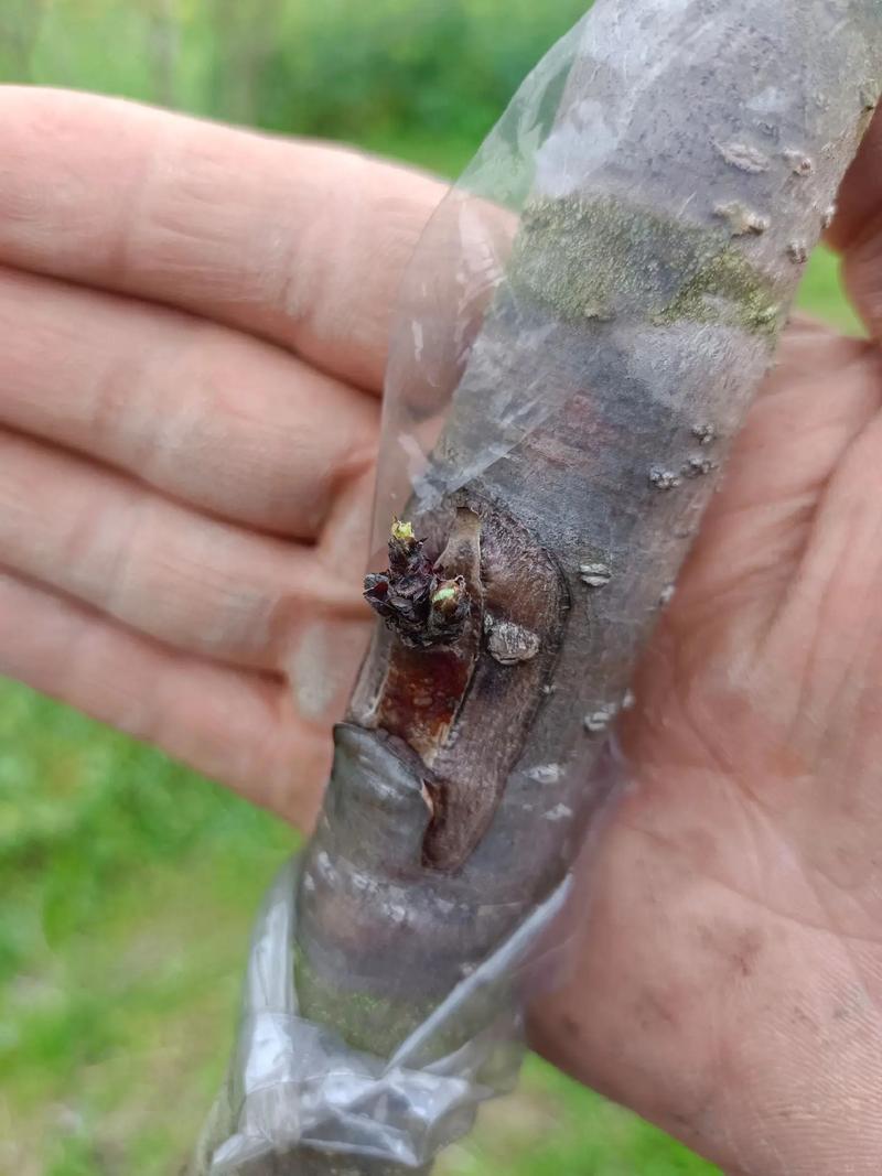 桃花嫁接时间和方法，桃花 嫁接？-第2张图片-优品飞百科
