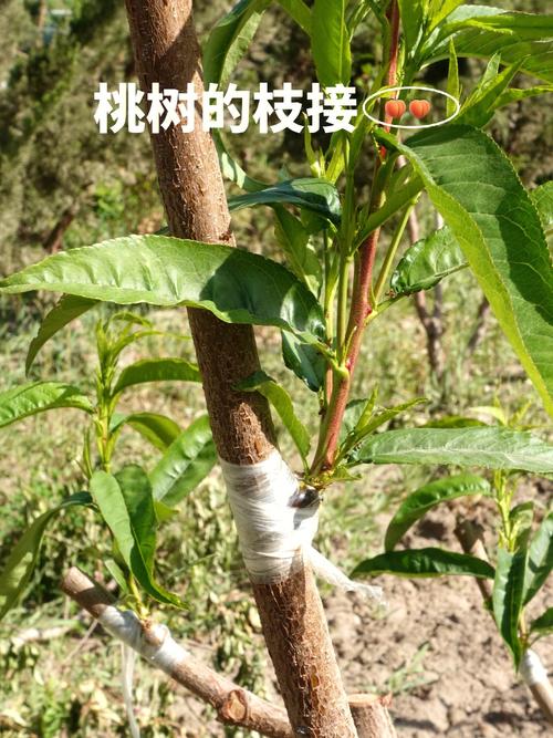 桃花嫁接时间和方法，桃花 嫁接？-第3张图片-优品飞百科