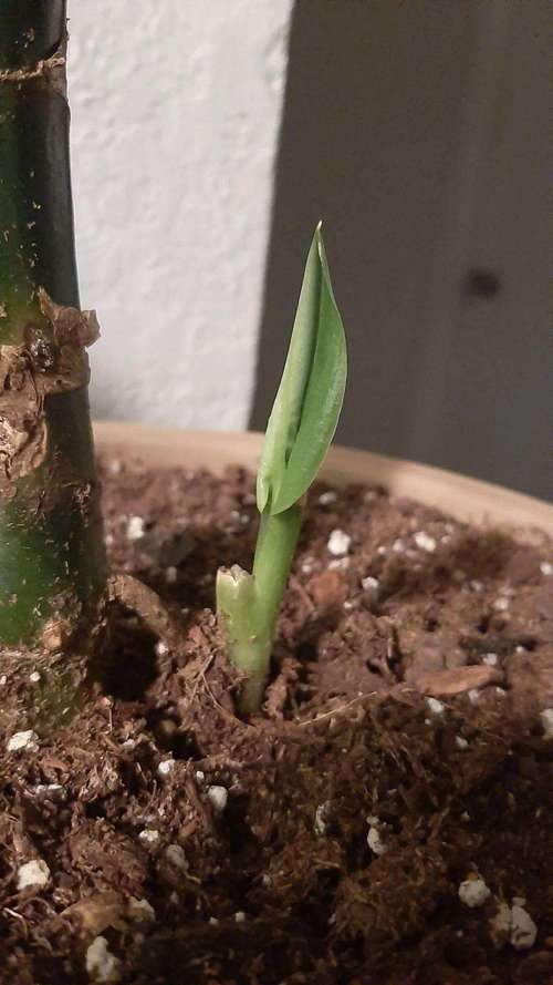 万年青什么时候分株，万年青什么时候长新叶