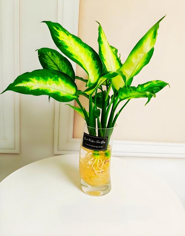 万年青什么时候分株，万年青什么时候长新叶-第2张图片-优品飞百科