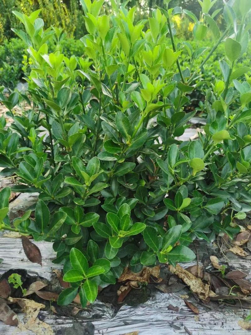 万年青什么时候分株，万年青什么时候长新叶-第3张图片-优品飞百科