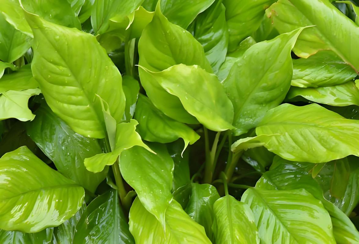 万年青什么时候分株，万年青什么时候长新叶-第4张图片-优品飞百科