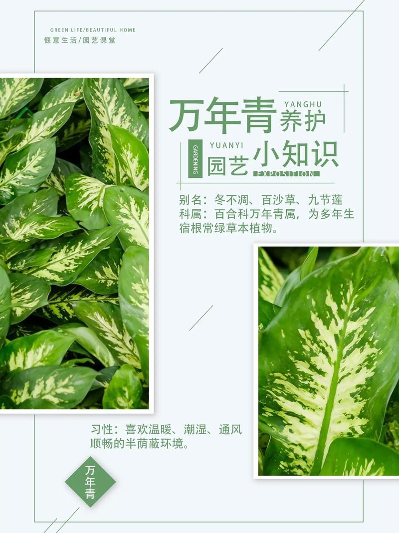 万年青什么时候分株，万年青什么时候长新叶-第5张图片-优品飞百科