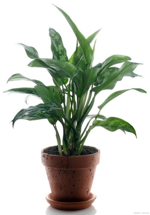 万年青什么时候分株，万年青什么时候长新叶-第6张图片-优品飞百科